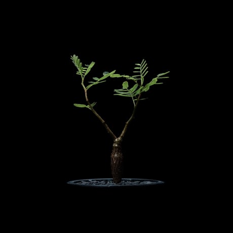 センナ メリディオナリス / Senna meridionalis #7