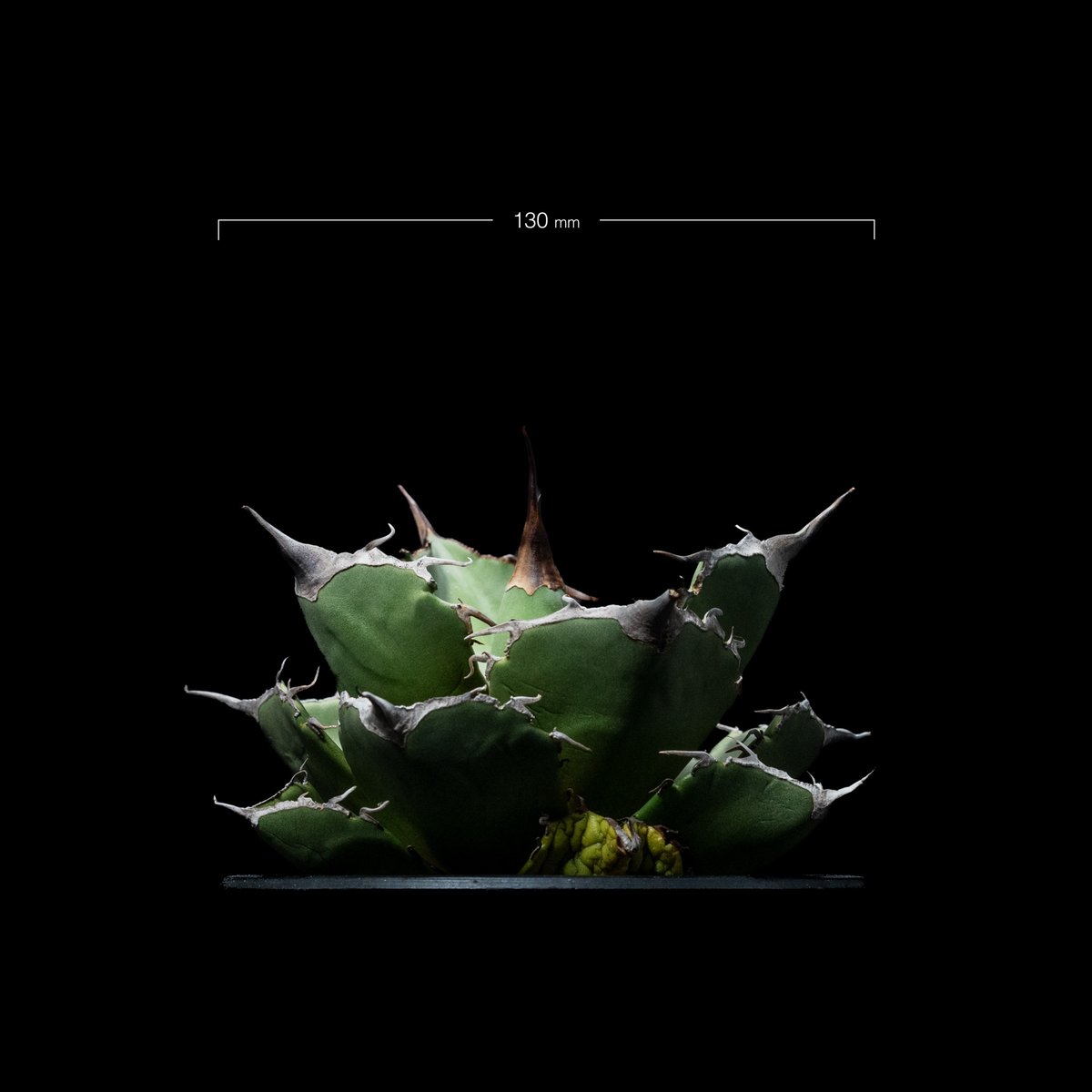アガベ チタノタ 黒豹・ダイヤモンド / Agave titanota 'Black