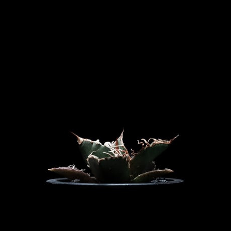 アガベ チタノタ シーザー / Agave titanota ‘Caesar’