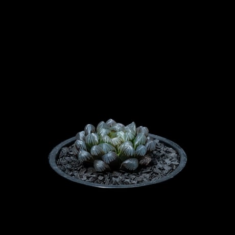 ハオルチア 紫オブツーサ / Haworthia ‘Murasaki Obutusa’