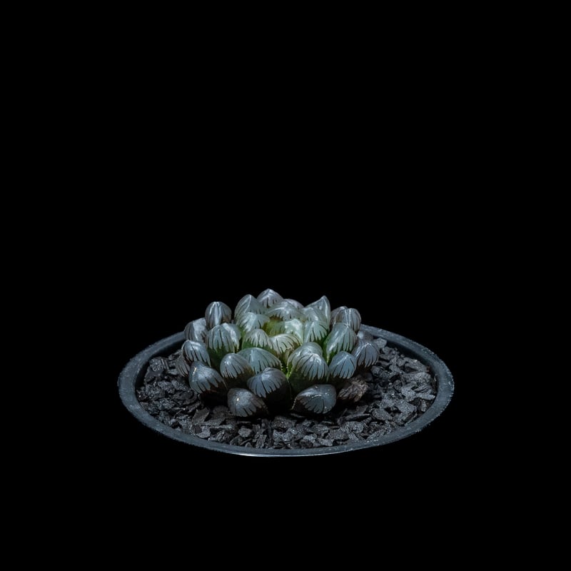 ハオルチア 紫オブツーサ / Haworthia 'Murasaki Obutusa' | D
