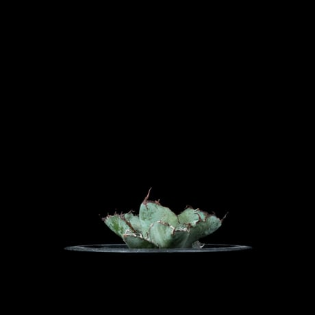 アガベ チタノタ ブラック&ブルー / Agave titanota ‘Black & Blue’ #19