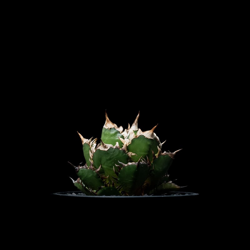 アガベ チタノタ レッド・キャットウィーズル / Agave titanota アガベ チタノタ レッド・キャットウィーズル / Agave titanota