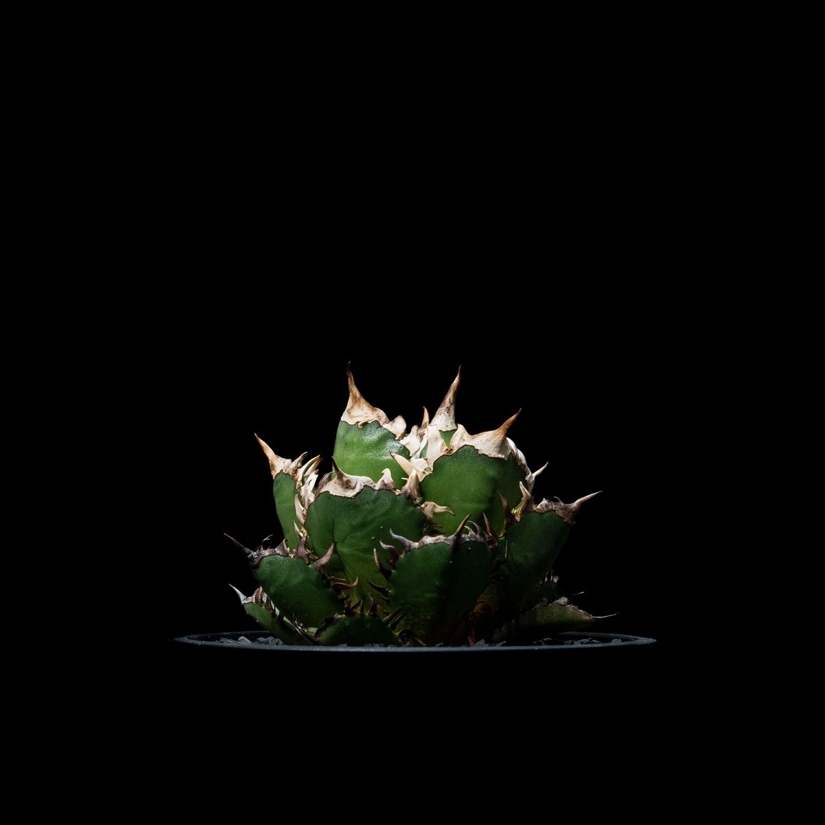 アガベ チタノタ レッド・キャットウィーズル / Agave titanota アガベ チタノタ レッド・キャットウィーズル / Agave titanota