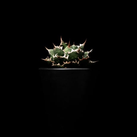 アガベ チタノタ 姫厳竜 / Agave titanota ‘Dwarf’ #3