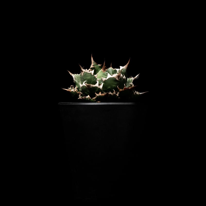 アガベ チタノタ 姫厳竜 / Agave titanota 'Dwarf' #3 | Duck アガベ チタノタ 姫厳竜 / Agave titanota 'Dwarf' #3 | Duck