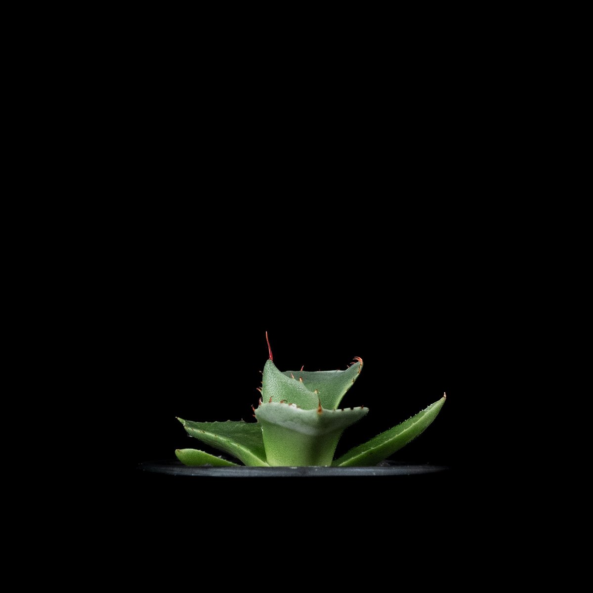 アガベ パリー トルンカータ / Agave parryi var. truncata #2