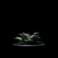 アガベ チタノタ 姫厳竜 / Agave titanota ‘Dwarf’ #13