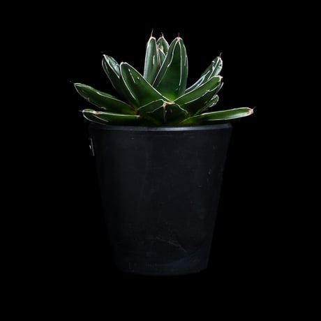 アガベ 笹の雪 D型 / Agave victoriae-reginae #15