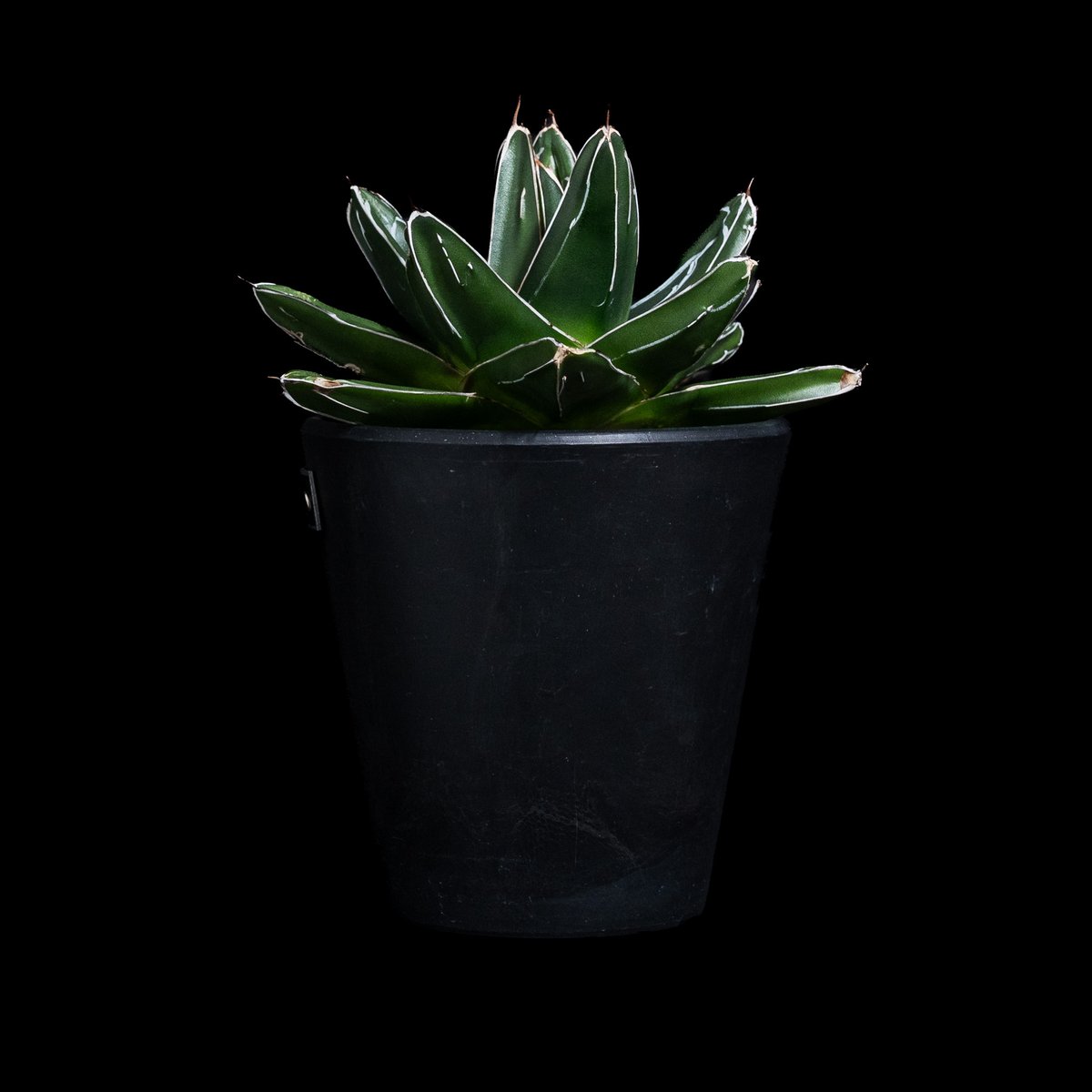 アガベ　笹の雪 Agave 'T'S 001 Grex' 笹の雪×屈原の舞扇 #Agave#アガベ#多肉