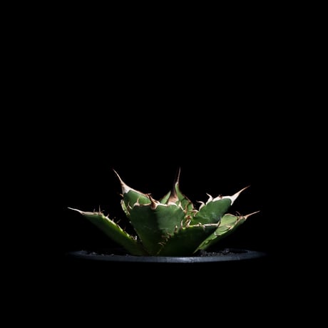 アガベ チタノタ 黒桃 (カキ仔) / Agave titanota ‘Spade’ #4