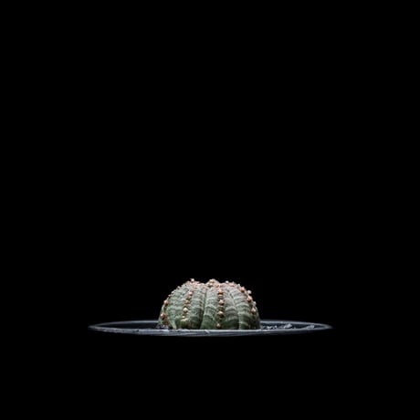 ユーフォルビア シンメトリカ (カキ仔) / Euphorbia obesa ssp. symmetrica #2