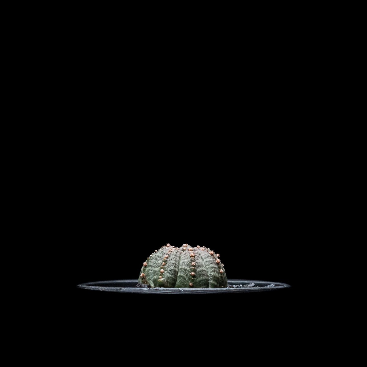 ユーフォルビア シンメトリカ (カキ仔) / Euphorbia obesa ssp. sym