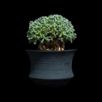 トリコディアデマ デンサム / Trichodiadema densum #28