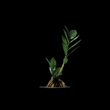 ザミオクルカス ザミフォーリア / Zamioculcas zamiifolia #1