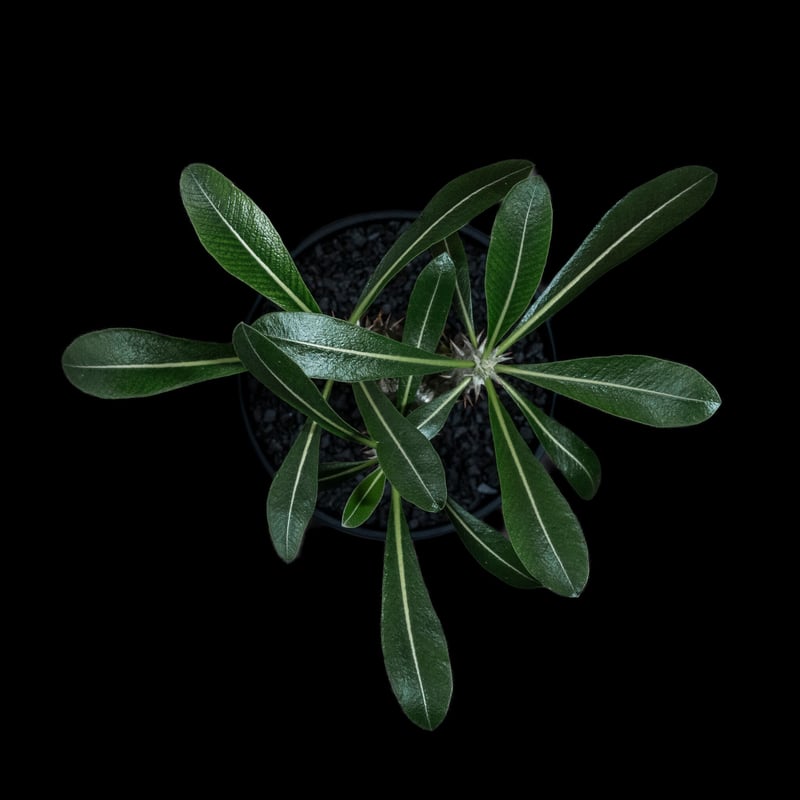 パキポディウム 伊藤ハイブリッド / Pachypodium 'Itoh Hybrid パキポディウム 伊藤ハイブリッド / Pachypodium 'Itoh Hybrid