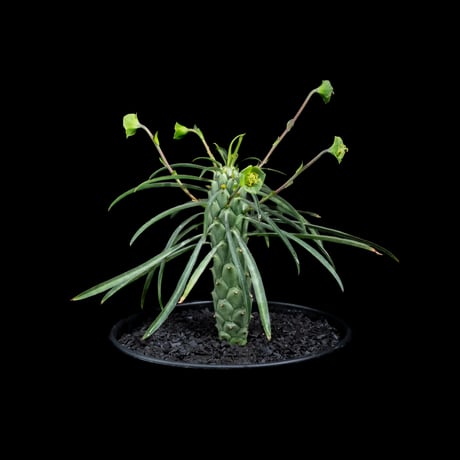 ユーフォルビア ブバリナ / Euphorbia bubalina #1