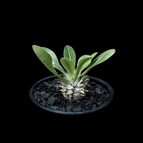 パキポディウム ブレビカリックス / Pachypodium densiflorum var. brevicalyx #1