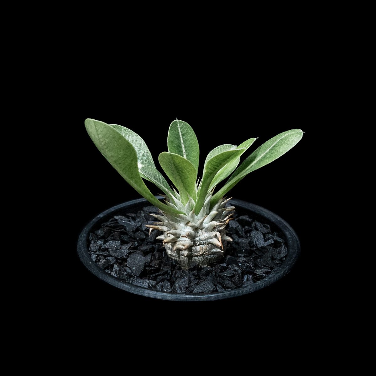 パキポディウム ブレビカリックス / Pachypodium densiflorum var....