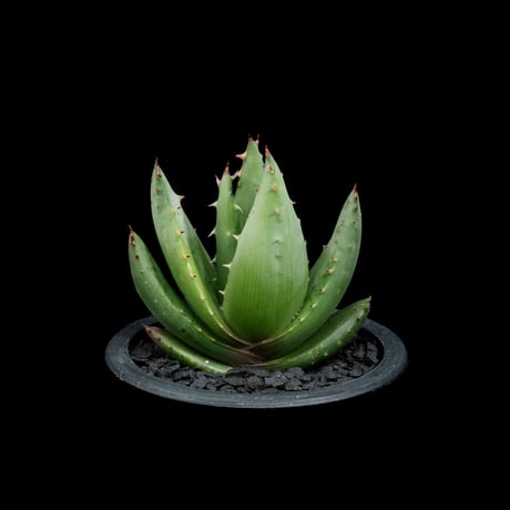 アロエ ペグレラエ / Aloe peglerae #2