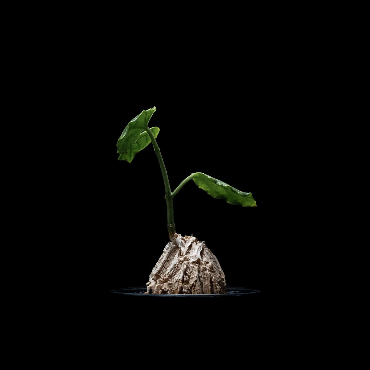 マテレア　シクロフォラ　実生 コーデックス：マテレア シクロフィラ 実生*M 塊根幅4.5cm : 遊恵盆栽