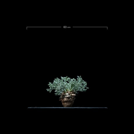 モンソニア ペニクリナム / Monsonia peniculina #28