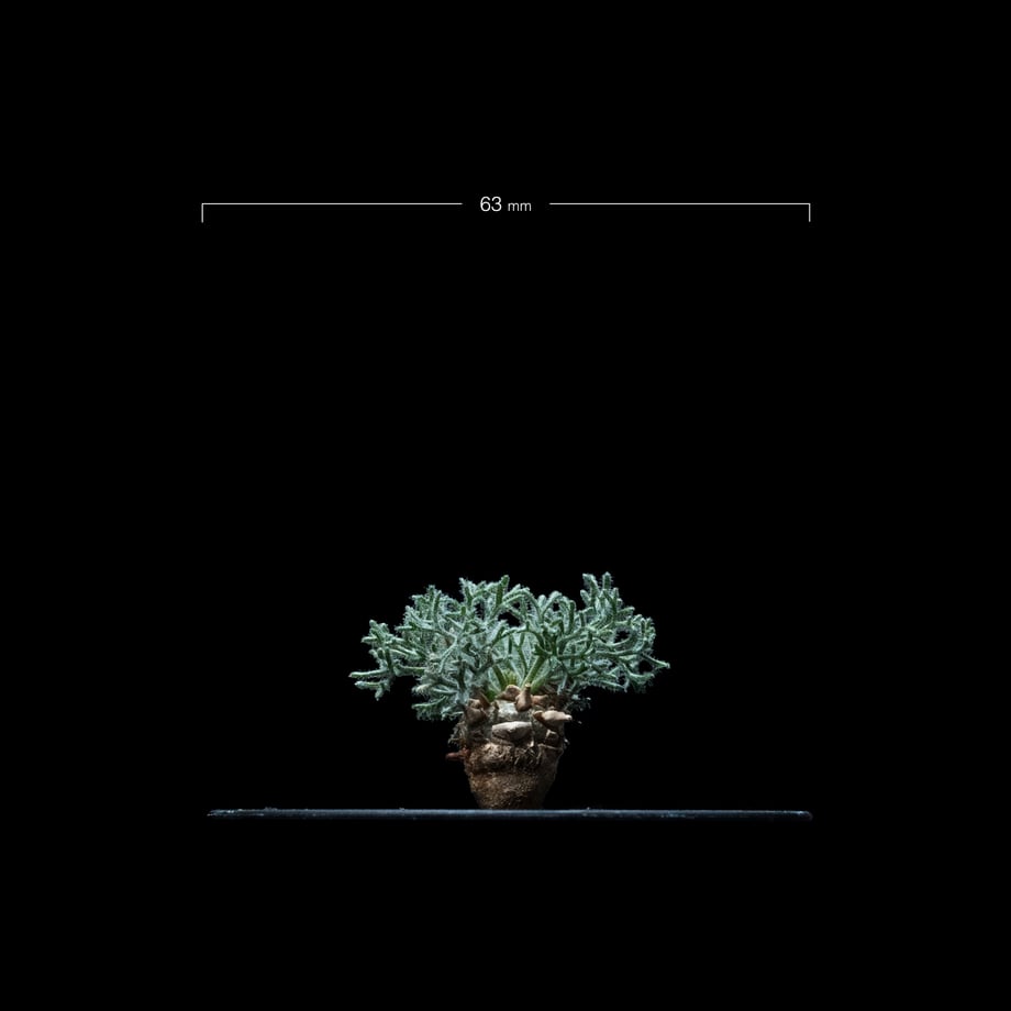 65445bac0decc70cc08635e6