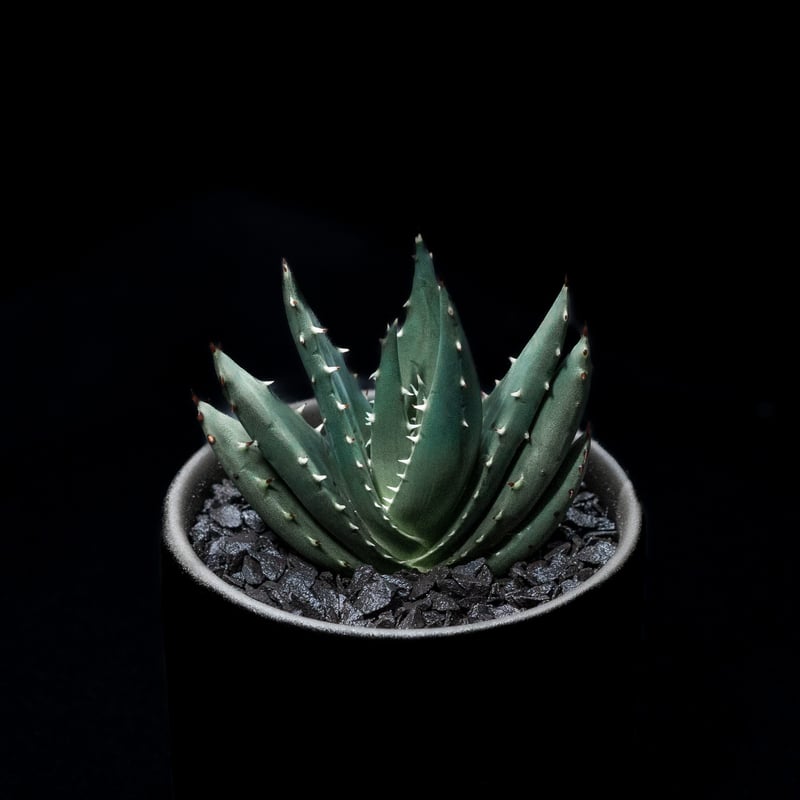 ペグレラエ　アロエ アロエ・ペグレラエ（Aloe peglerae）育て方付き｜e花屋さん