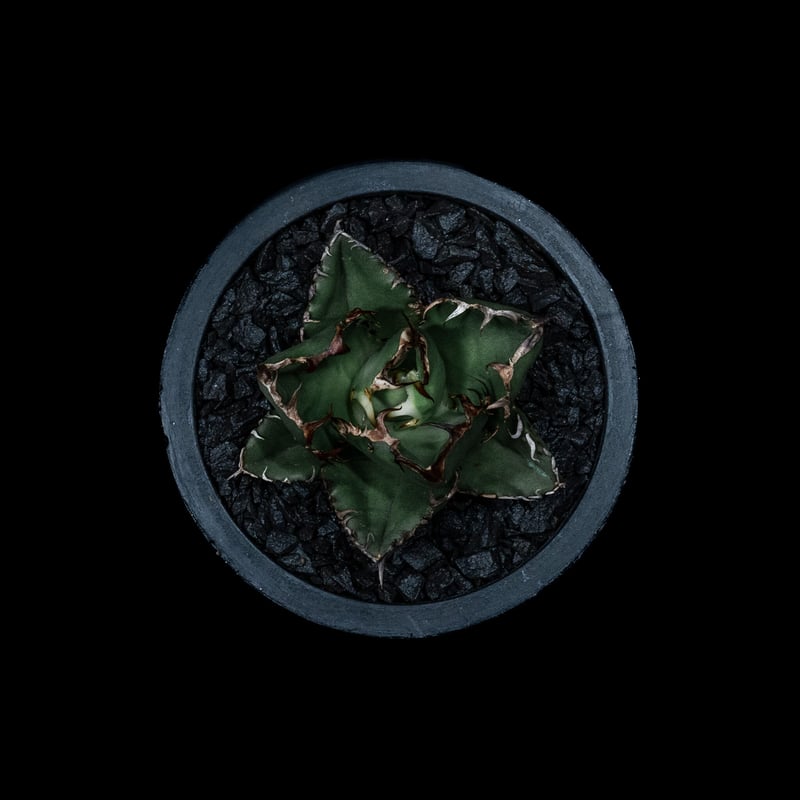 アガベ チタノタ ブラック&ブルー / Agave titanota 'Black & Blu