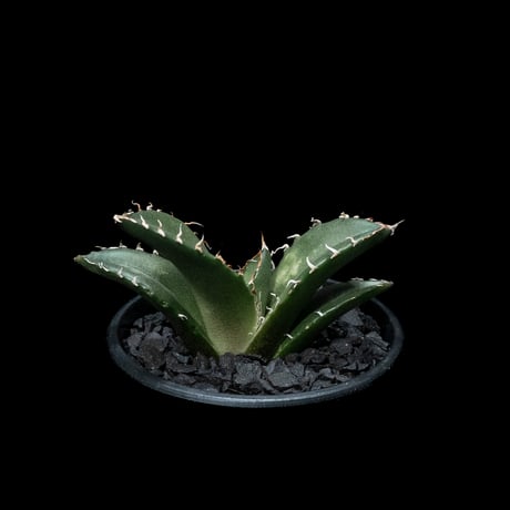 アガベ チタノタ 白鯨 / Agave titanota ‘White Whale’ #50