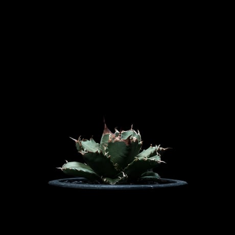 アガベ チタノタ 姫厳竜 / Agave titanota ‘Dwarf’ #5