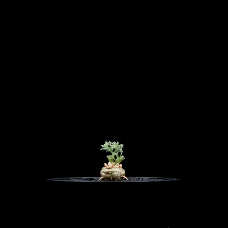 モンソニア ペニクリナム / Monsonia peniculina #25