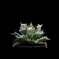 アガベ 氷山 / Agave victoriae-reginae 'Hyouzan' #2 |