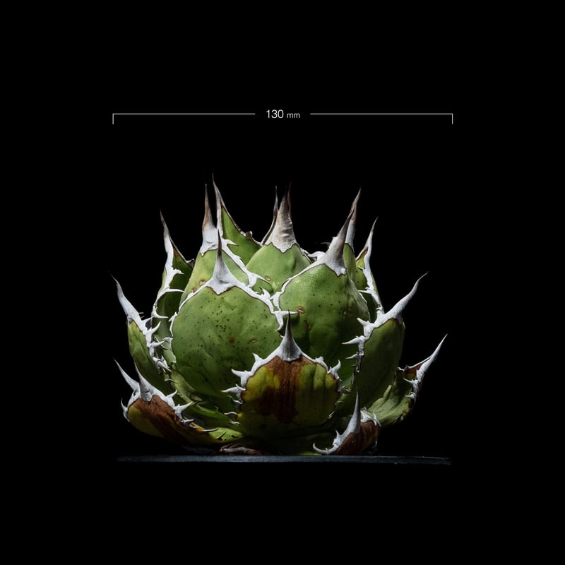 アガベ　チタノタ　魚刺　WH NURSERY アガベ・チタノタ 魚刺_小株-001｜agave titanota fish_spine |