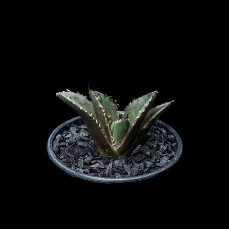 アガベ チタノタ 白鯨 / Agave titanota ‘White Whale’ #15