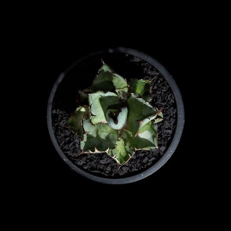 アガベ チタノタ ブラック&ブルー / Agave titanota ‘Black & Blue’ #19