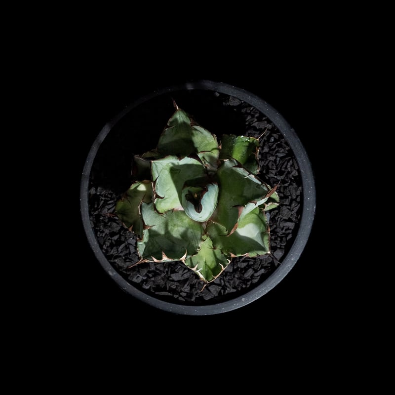 アガベ チタノタ ブラック&ブルー / Agave titanota 'Black & Blu アガベ チタノタ ブラック&ブルー / Agave titanota 'Black & Blu