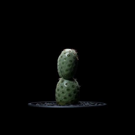 テフロカクタス ゲオメトリクス / Tephrocactus geometricus #2