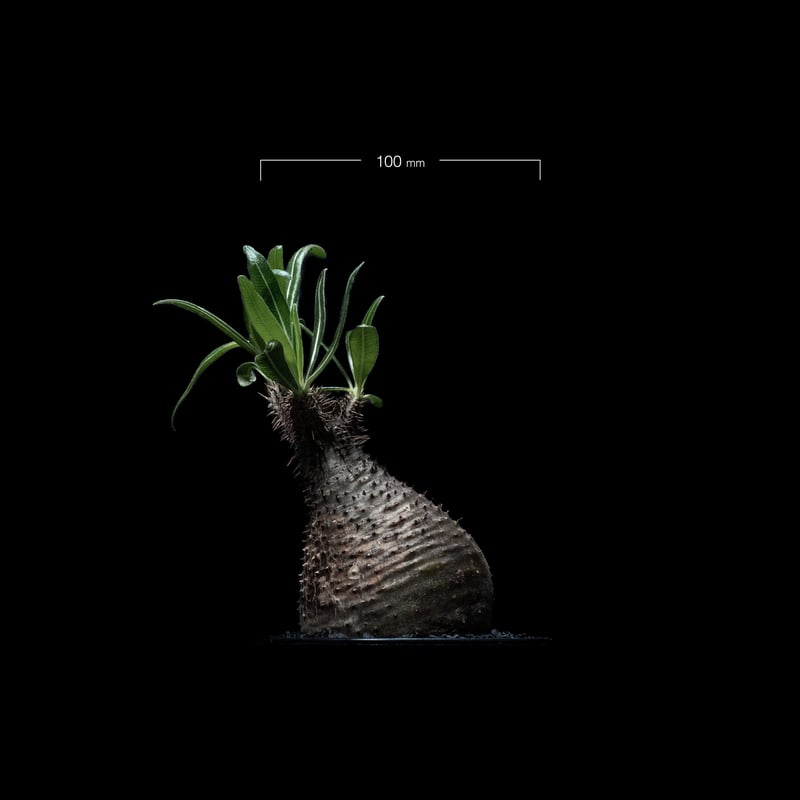 パキポディウム グラキリス / Pachypodium rosulatum var. grac
