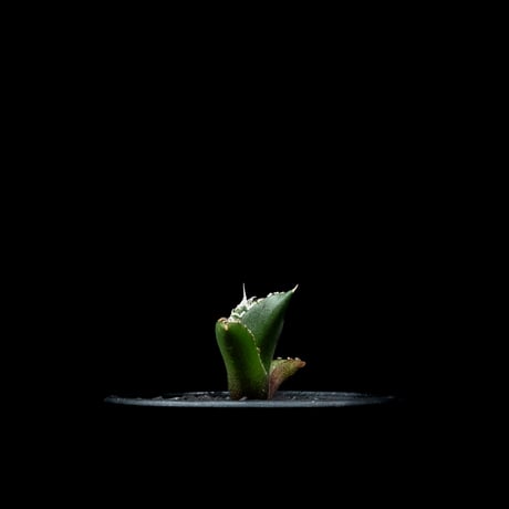 アガベ チタノタ 南アフリカダイヤモンド / Agave titanota ‘South Africa Diamond’ #9