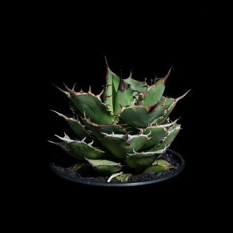 アガベ チタノタ 熊猫 / Agave titanota ‘Panda’ #1