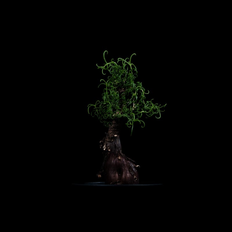 メストクレマ アルボリフォルメ / Mestoklema arboriforme | Duck