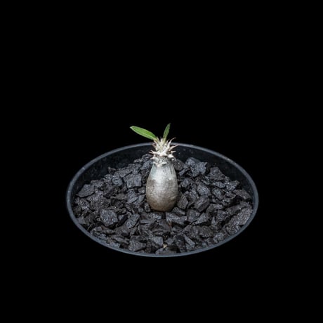パキポディウム グラキリス / Pachypodium rosulatum var. gracilius #9