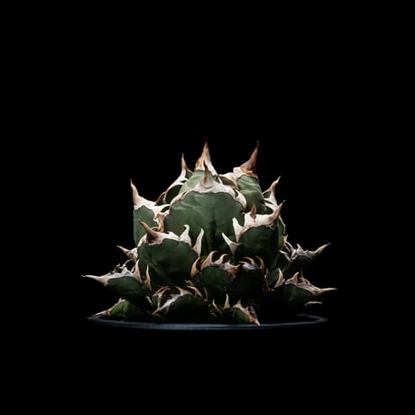 アガベ チタノタ レッド・キャットウィーズル / Agave titanota ‘Red Catweazle’ #3