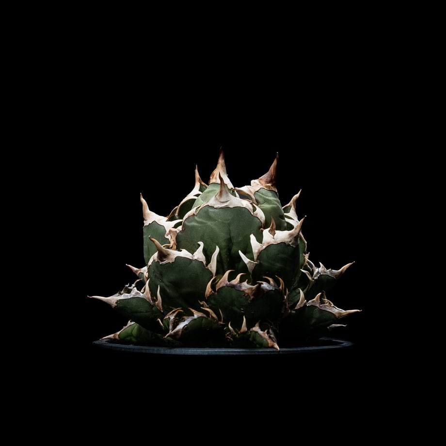 64d4b9cfd49326002f81fd39
