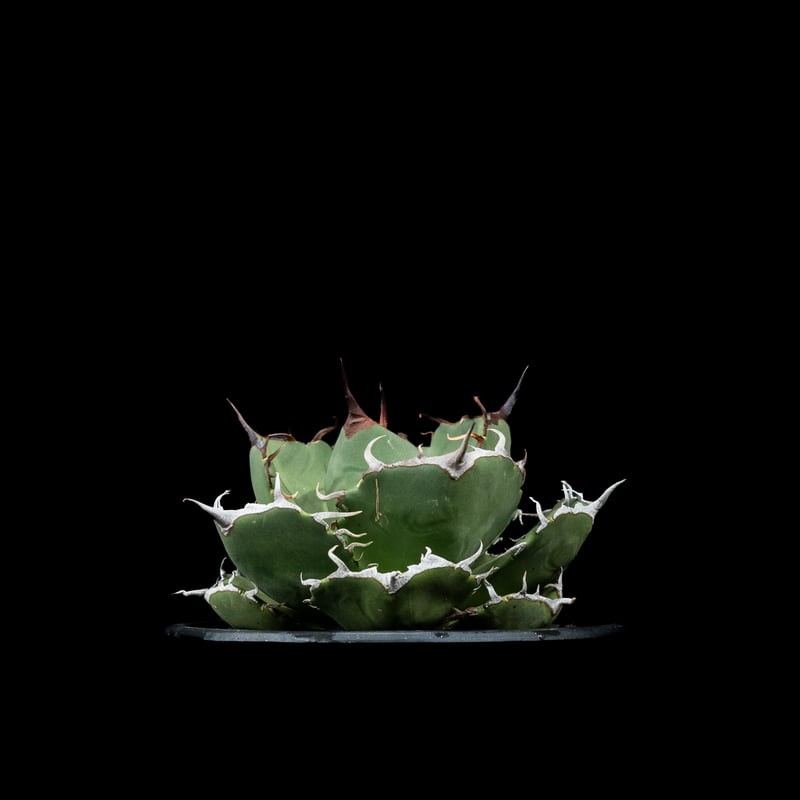 アガベ チタノタ 柊月 / Agave titanota 'Syūgetsu' #1 | Du