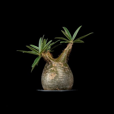 パキポディウム グラキリス / Pachypodium rosulatum var. gracilius #29
