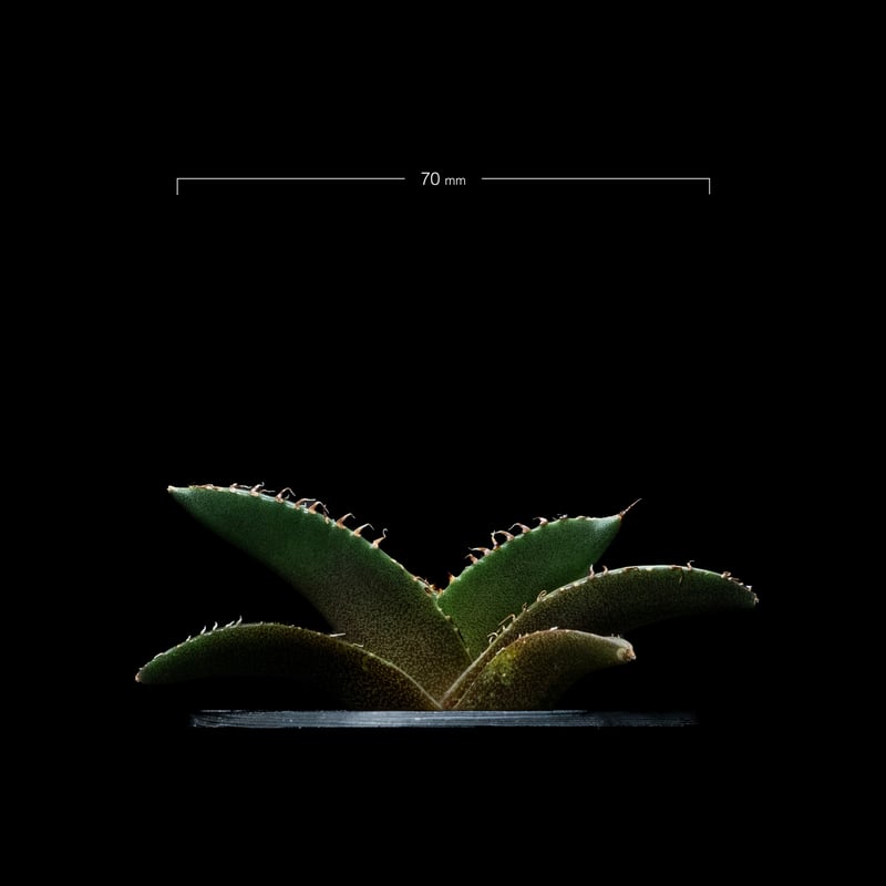 アガベ チタノタ 黒豹・ダイヤモンド / Agave titanota 'Black