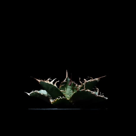 アガベ チタノタ シーザー / Agave titanota ‘Caesar’ #6