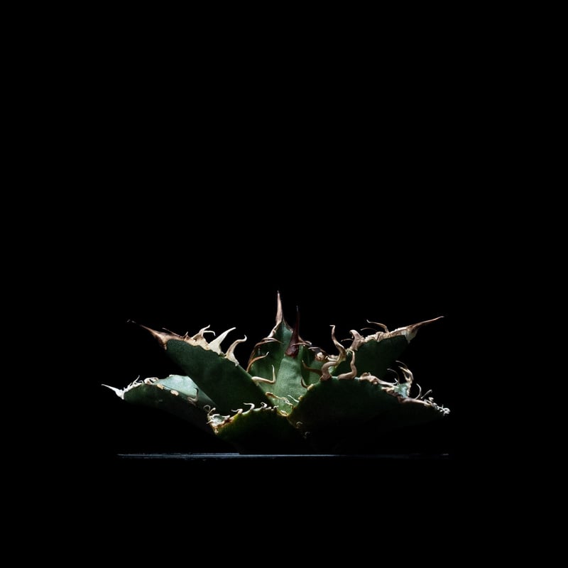 アガベ チタノタ シーザー / Agave titanota 'Caesar' #6 | Du